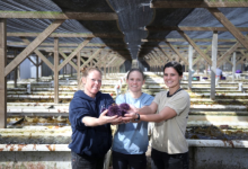 Purple Urchin Possibilities