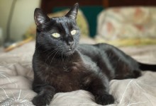 Pants the Cat Loves Belly Rubs