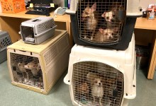 No Charges for Lompoc Woman with 104 Chihuahuas