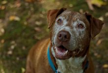 The Canine Potential in Rapid COVID Testing