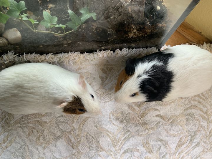 7 week old guinea sales pig