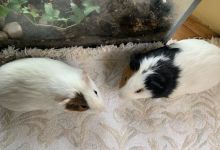 Valentine and Montana