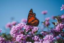 Carbajal Pushes Protection of Monarch Butterflies