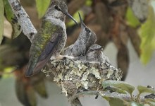 Zoom Event: The Breeding Bird Study of Santa Barbara County