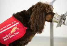 Can Dogs Sniff COVID-19?