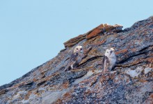 Zoom Event: Chuck Graham – Hidden Wonders of the Carrizo Plain