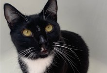 Introduce Us To Your Pandemic Pet