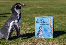 Santa Barbara Zoo Penguin Monty Saves Our Sanity