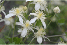 Online Event: Spring Blooms with Sally Isaacson