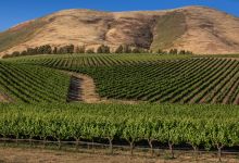 World of Pinot Noir Goes Virtual