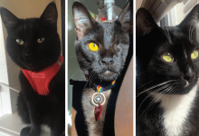 The Black Cat Club