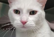 Adoptable Pet of the Week: Myrrh