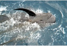 The Unintended Consequences of Driftnets