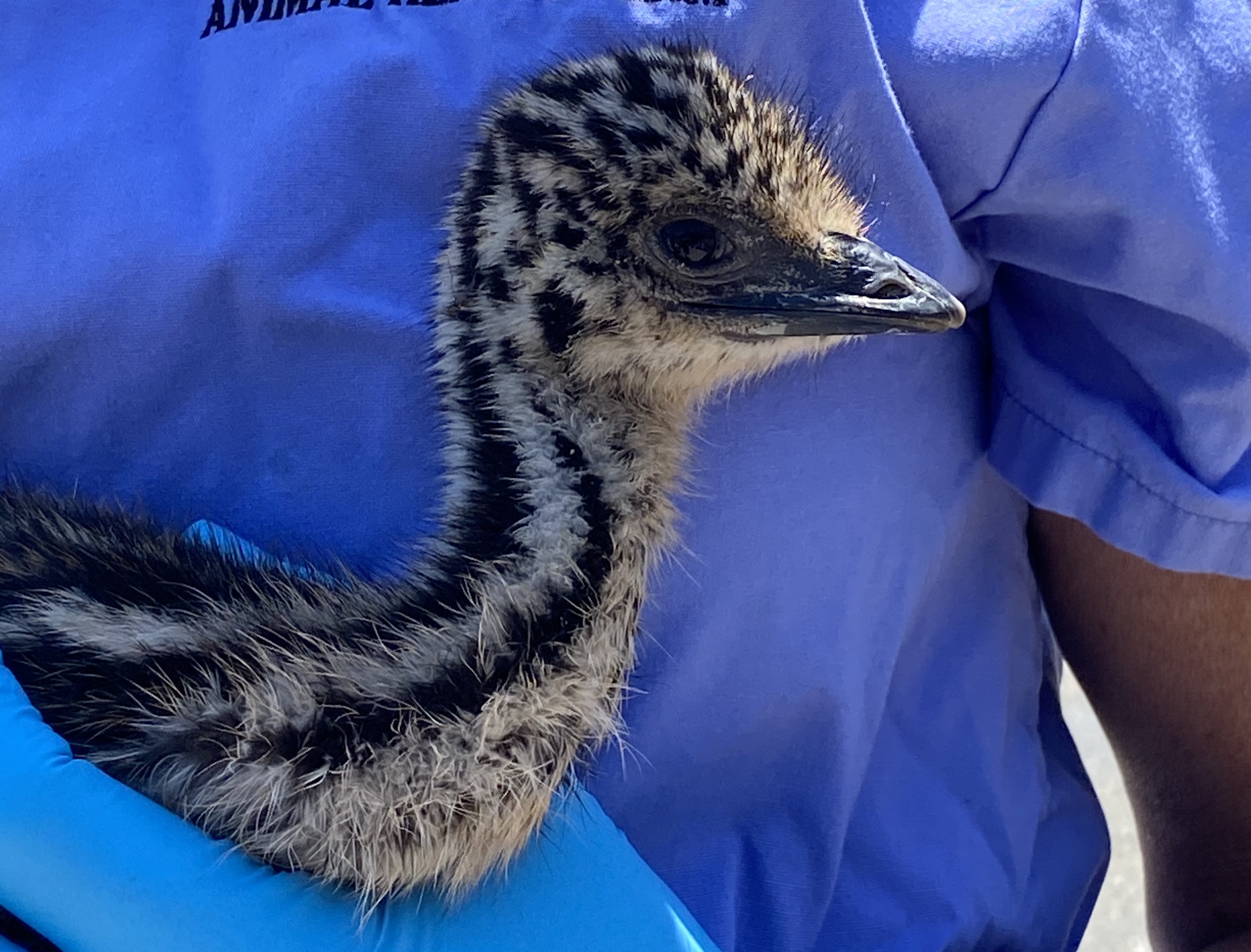 Santa Barbara Zoo Gets Two New Emu Chicks The Santa Barbara Independent