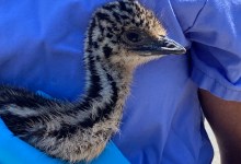 Santa Barbara Zoo Gets Two New Emu Chicks