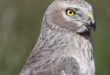 Santa Barbara Birding: The Changing of the Guard