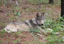 California’s Central Coast Welcomes First Gray Wolf in Over 100 Years