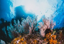 The Overlooked Heroes of Coral Reefs