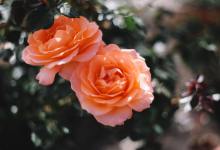 Santa Barbara Gardening: A Rose By Any Other Name