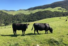 Jalama Canyon Ranch to Become Regenerative Farming Center