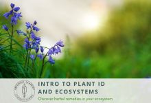 Online Event: Intro to Plant ID & Ecosystems