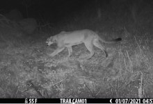 Caltrans Turns Spotlight on Roadkill Hotspot