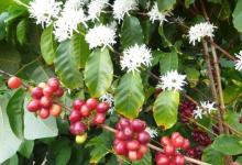 Coffee Tasting and Tour of Good Land Organics Farm