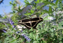 Butterfly Pavilion at SB Museum of Natural History Opens Memorial Day Weekend
