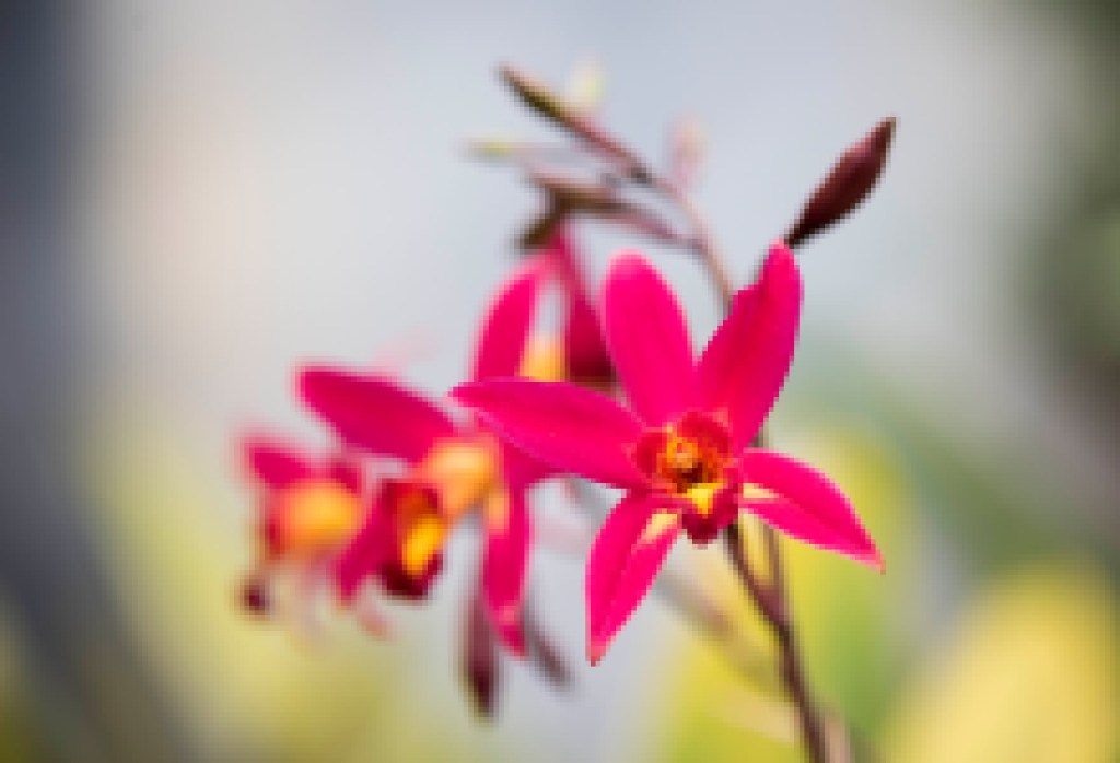 Our Home & Garden Special Issue 2021