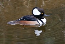 Santa Barbara Birding: Rewilding a Former Golf Course
