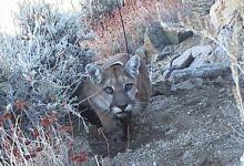 Endangered Mountain Lion Killed on Gaviota Pass