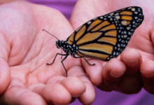 Zoom Workshop: Access Your Inner Healer