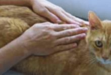 Reiki Healing for Pets