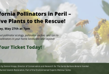 California Pollinators in Peril! Virtual Talk on Zoom