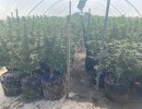 Santa Barbara Sheriff, Fish and Wildlife Eradicate Illegal Tepusquet Cannabis Grow