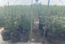 Santa Barbara Sheriff, Fish and Wildlife Eradicate Illegal Tepusquet Cannabis Grow