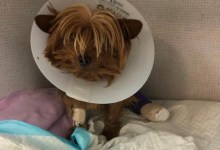 The Saga of Chloe the Yorkie, Suddenly Lost and Quickly Adopted