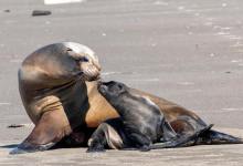Baby Sea Lion Born at Santa Barbara’s Launch Ramp