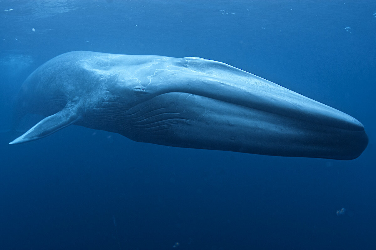 Ships Slow Way Down for Blue Whales and Blue Skies - The Santa Barbara ...