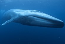 Ships Slow Way Down for Blue Whales and Blue Skies