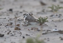 Plovers Successfully Nest for First Time on Carpinteria State Beach Since 1960