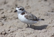 Santa Barbara Birding: A Recent History of Snowy Plovers