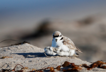 Restoration and Conservation at UCSB’s Coil Oil Point Reserve on Zoom