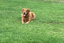 Good Boy, Milo