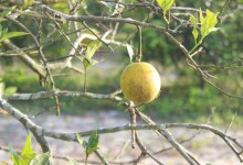 A Threat to Santa Barbara’s Citrus Inches Closer