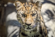 S.B. Zoo’s Critically Endangered Amur Leopard Is Pregnant
