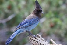 Santa Barbara Birding: Identifying Species by Sound