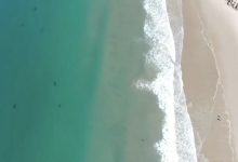 It’s a Dolphin, It’s a Fish, It’s a Great White Shark