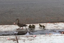 Make Way for Ducklings