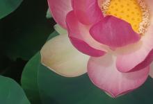The Lotus as a Symbol of Transformation and Renewal